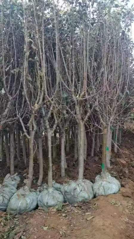 果樹苗出口需要辦理哪些單證？